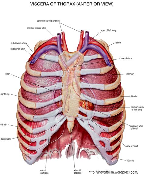 chest pic|Chest Organs Anatomy, Diagram & Function .